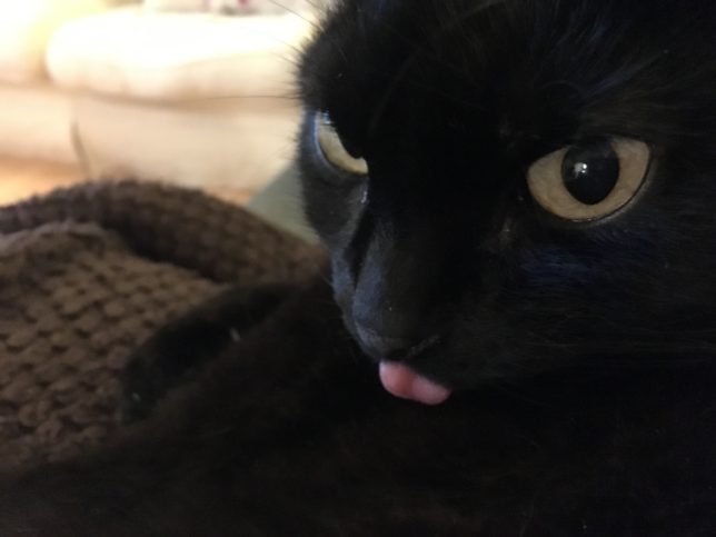 I am blep cat see me blep